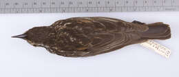 Image of Agelaius phoeniceus phoeniceus (Linnaeus 1766)
