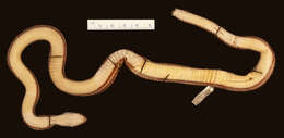 Image of Urotheca lateristriga (Berthold 1859)