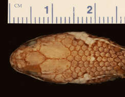 Image of Urotheca lateristriga (Berthold 1859)