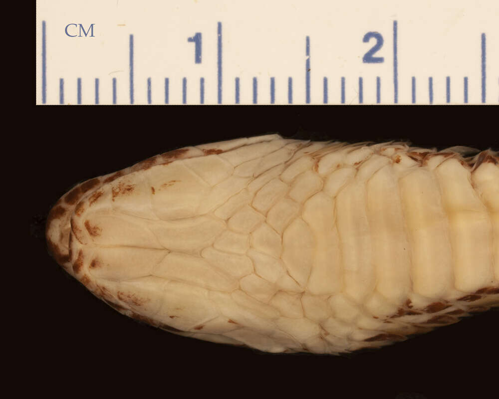 Image of Urotheca lateristriga (Berthold 1859)