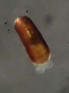 Image of Omalogyra liliputia (Laseron 1954)