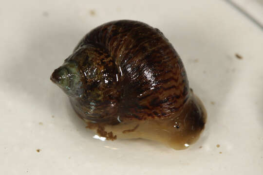 Image of Phallomedusa Golding, Ponder & Byrne 2007