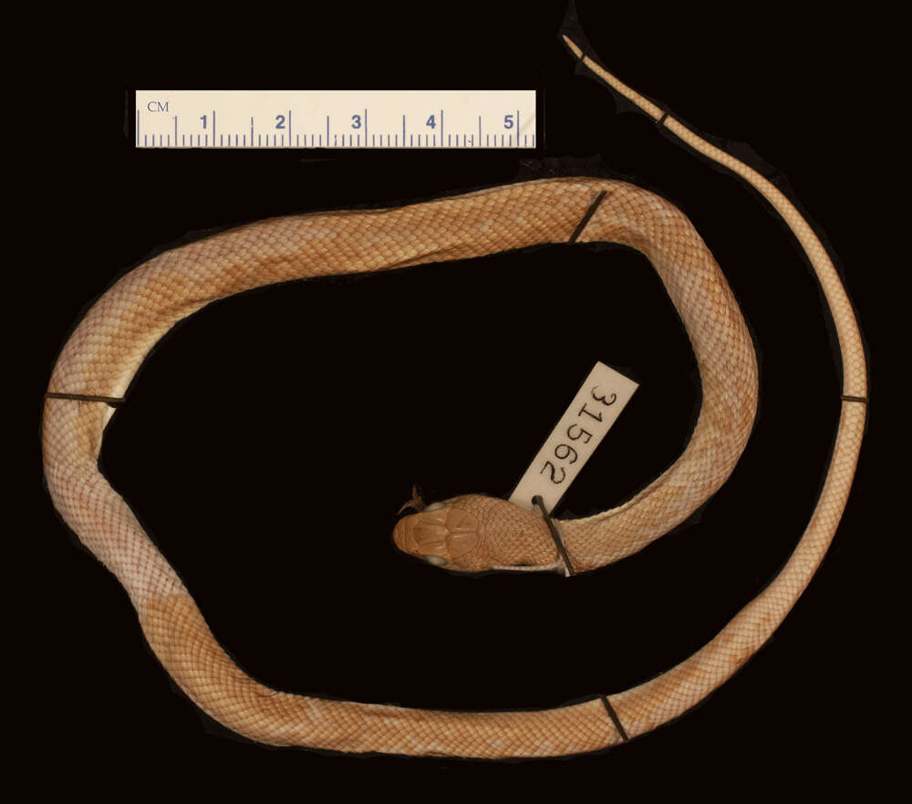 Image of Rufous beaked snake