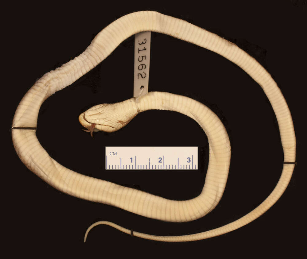 Image of Rufous beaked snake