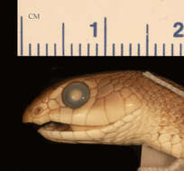 Image of Rufous beaked snake