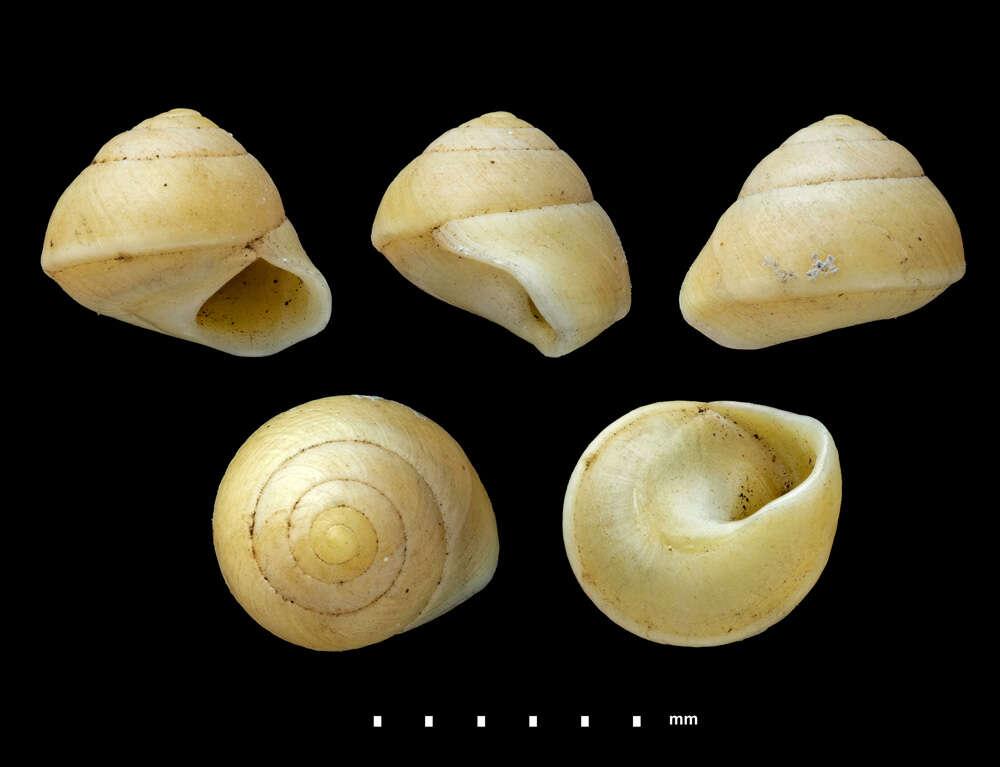 Image of Orobophana pacifica (Pease 1865)