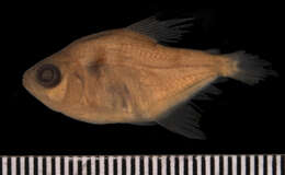 Image of Black tetra