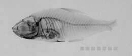 Image of Hyphessobrycon copelandi Durbin 1908