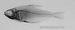 Image of Hyphessobrycon copelandi Durbin 1908