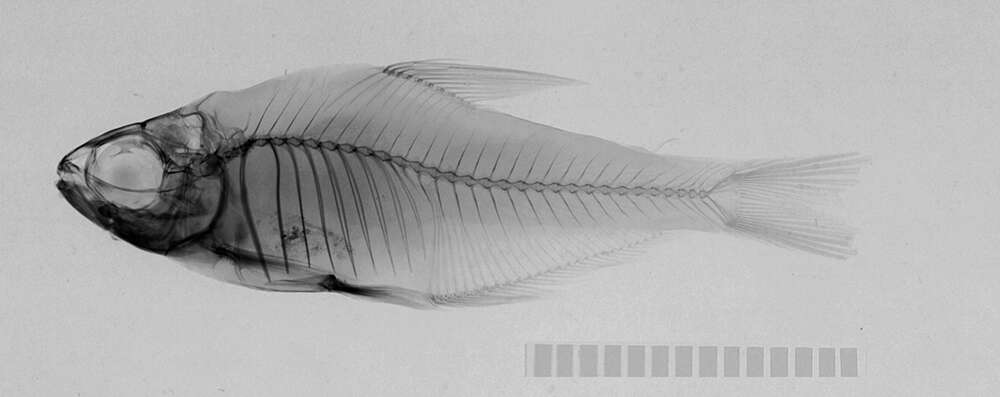 Image of Hyphessobrycon copelandi Durbin 1908