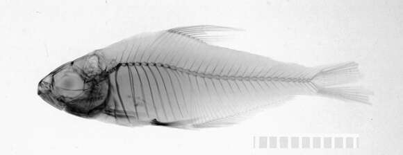 Image of Hyphessobrycon copelandi Durbin 1908