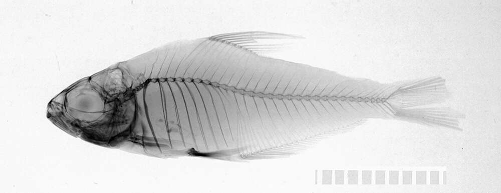 Image of Hyphessobrycon copelandi Durbin 1908