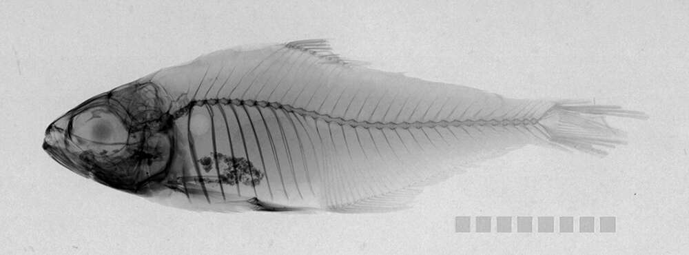 Image of Hyphessobrycon copelandi Durbin 1908