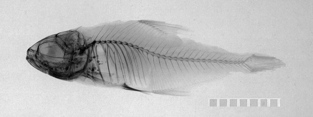 Image of Hyphessobrycon copelandi Durbin 1908