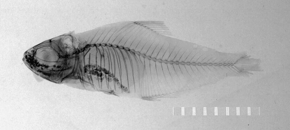 Image of Hyphessobrycon copelandi Durbin 1908