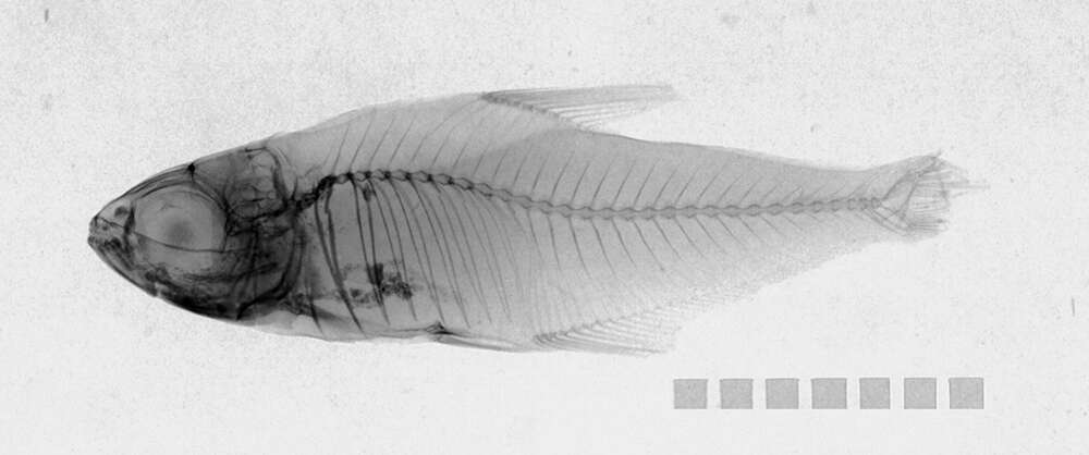 Image of Hyphessobrycon copelandi Durbin 1908