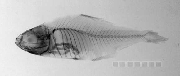 Image of Hyphessobrycon copelandi Durbin 1908