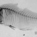 Imagem de Hyphessobrycon bentosi Durbin 1908