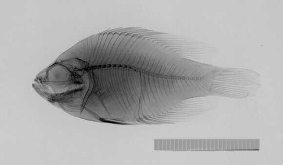 صورة Enneacanthus gloriosus (Holbrook 1855)