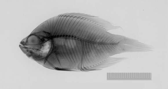 صورة Enneacanthus gloriosus (Holbrook 1855)