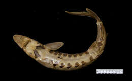 Image of Shortnose Sturgeon