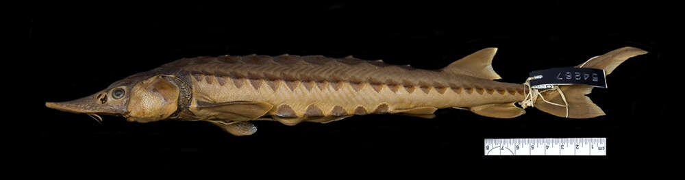 Image of Shortnose Sturgeon