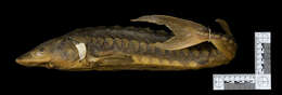 Image of Shortnose Sturgeon