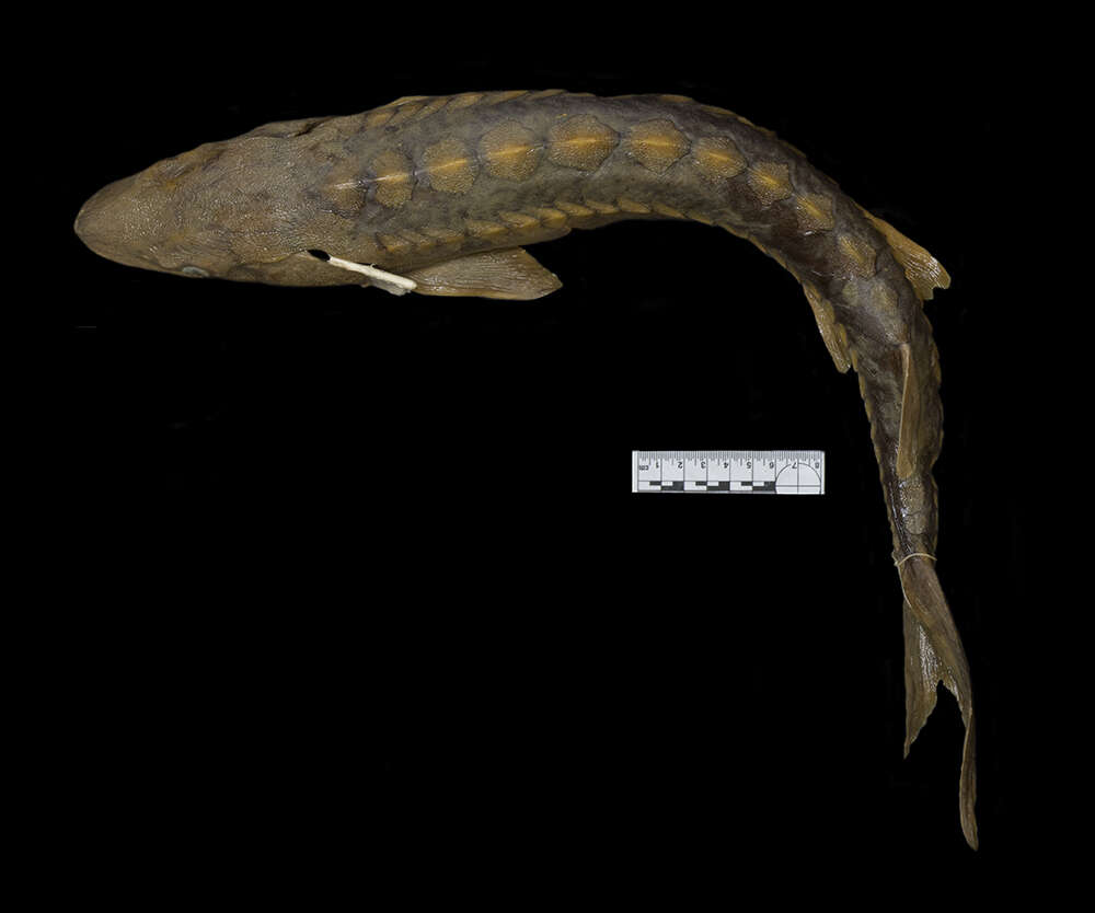 Image of Shortnose Sturgeon