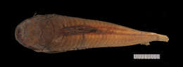 Image of Callichthys