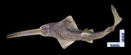 Image of cartilaginous fishes