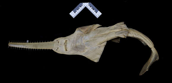 Image of Common sawfish