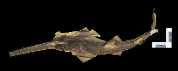 Image of Common sawfish