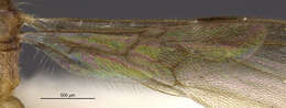 Image of Gnamptogenys ingeborgae Brown 1993