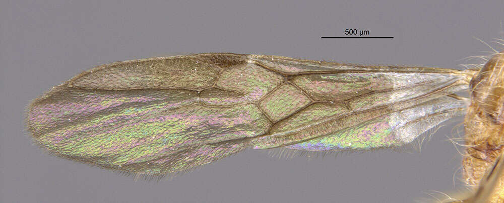 Image of Gnamptogenys ingeborgae Brown 1993