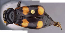 Image of Nicrophorus (Nicrophorus) herscheli Sikes & Madge 2006