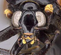 Image of Nicrophorus (Nicrophorus) herscheli Sikes & Madge 2006