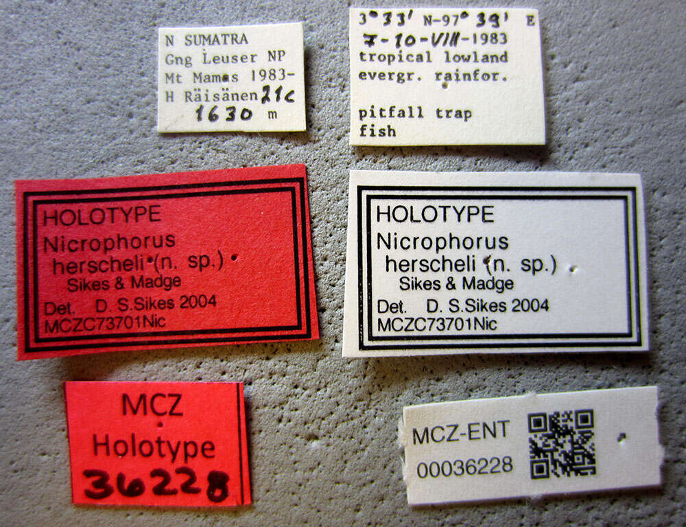 Image of Nicrophorus (Nicrophorus) herscheli Sikes & Madge 2006