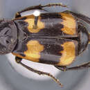 Imagem de Nicrophorus (Nicrophorus) insignis Sikes & Madge 2006