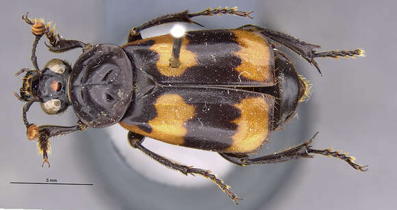 Image of Nicrophorus (Nicrophorus) insignis Sikes & Madge 2006