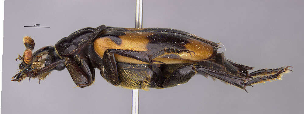 Image of Nicrophorus (Nicrophorus) insignis Sikes & Madge 2006