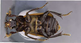 Image of Nicrophorus (Nicrophorus) insignis Sikes & Madge 2006