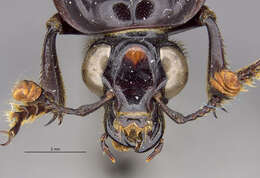 Image of Nicrophorus (Nicrophorus) insignis Sikes & Madge 2006