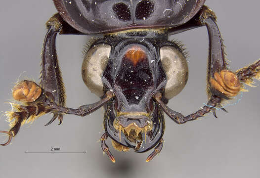 Image of Nicrophorus (Nicrophorus) insignis Sikes & Madge 2006