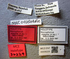 Image of Nicrophorus (Nicrophorus) insignis Sikes & Madge 2006