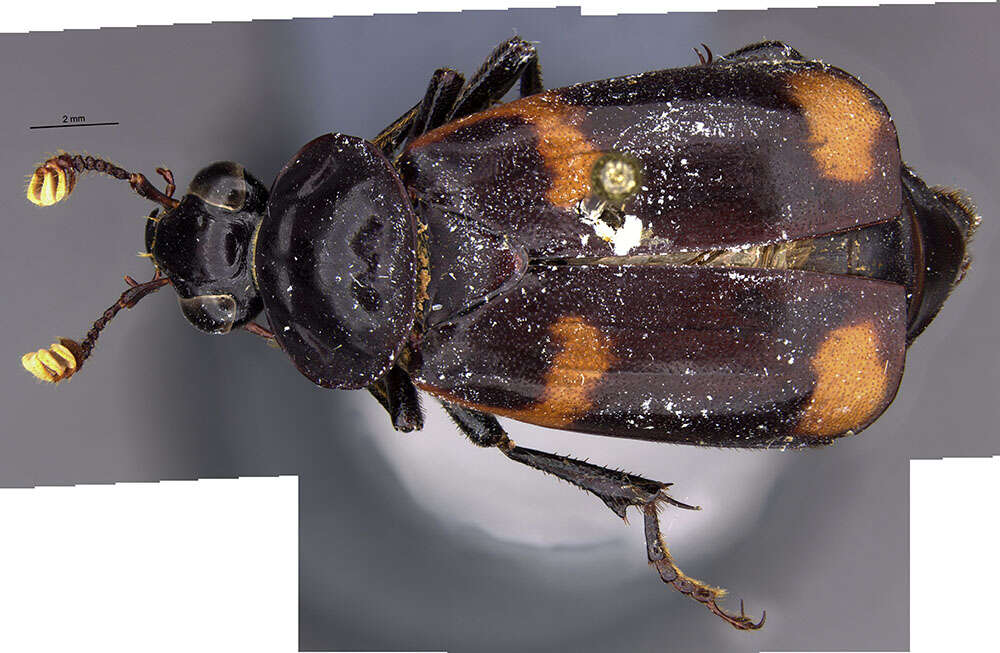 Image of Nicrophorus (Nicrophorus) trumboi Sikes & Madge 2006