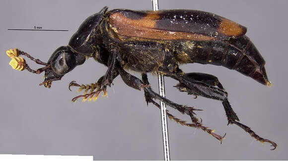 Image of Nicrophorus (Nicrophorus) trumboi Sikes & Madge 2006