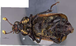 Image of Nicrophorus (Nicrophorus) trumboi Sikes & Madge 2006