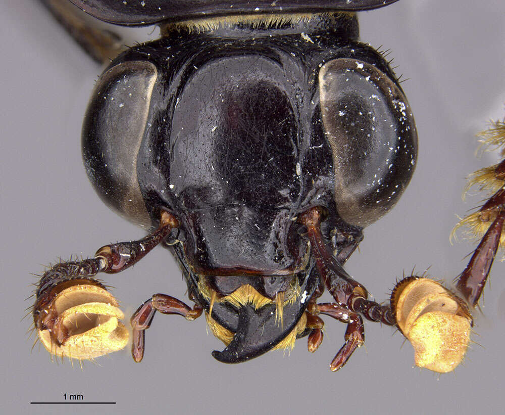 Image of Nicrophorus (Nicrophorus) trumboi Sikes & Madge 2006