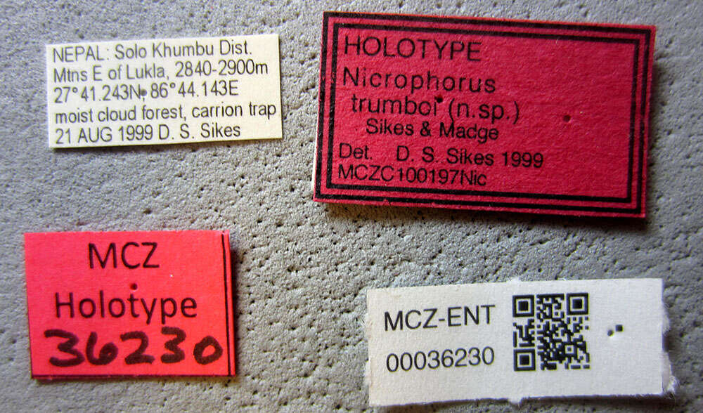 Image of Nicrophorus (Nicrophorus) trumboi Sikes & Madge 2006
