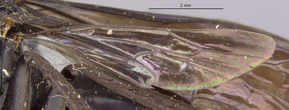 Image of Pompilus arctus Cresson 1865